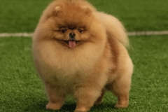 Dogshow-01.06.25.031