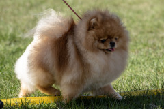 Dogshow-03.05.25.06