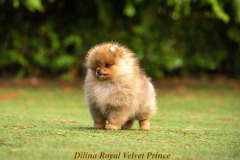 Prince-09